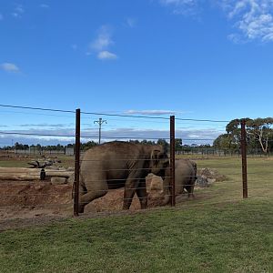 Kulab and Roi Yim - Asian Elephants