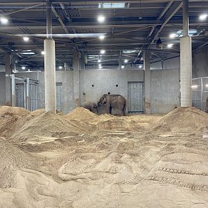 Mek Kapah and Aiyara - Asian Elephants