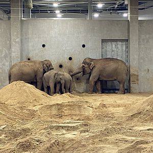 Asian Elephants