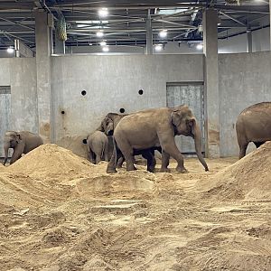 Asian Elephants