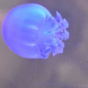 ID JELLYFISH (PRAHA ZOO)