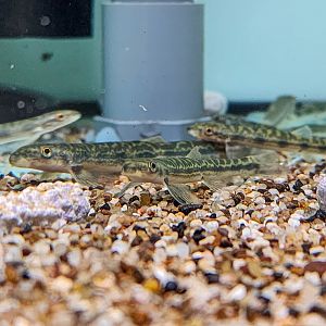 Cameroon Shellear (Parakneria cf. cameronensis)