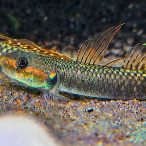 Rainbow Goby (Stiphodon ornatus)