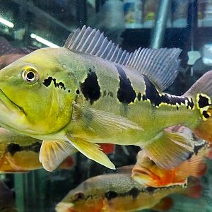 Tucunaré Pinima (Cichla pinima)