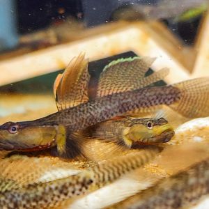 Qinzhou Yellow-lipped Goby (Rhinogobius sp. Yellow Lips)
