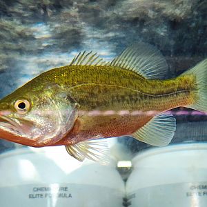Florida Bass (Micropterus salmoides)