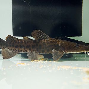 *Spotted Sorubim (Pseudoplatystoma corruscans 'Río São Francisco')