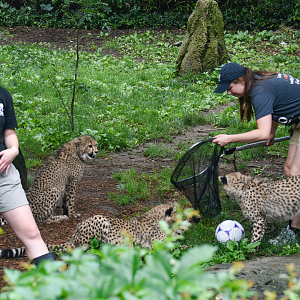 Jun. 2025 - Africa - Cheetah Cub Presentation