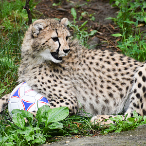 Jun. 2025 - Africa - Cheetah Cub Presentation