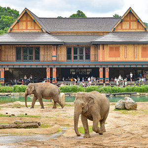 Jun. 2025 - Elephant Trek - Main Elephant Exhibit (1.8 Acres)