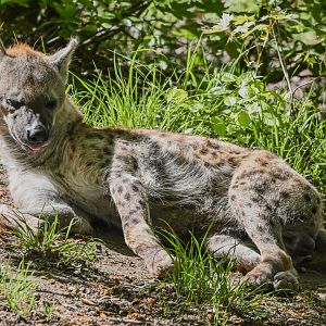 Spotted hyena