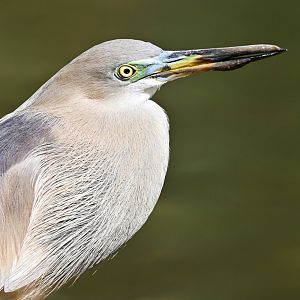 Javan pond heron