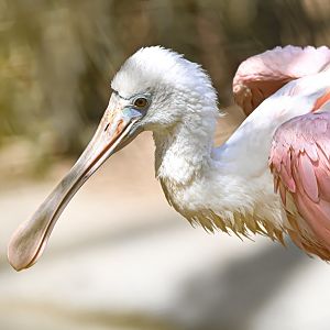 Roseate spoonbill