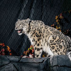 Snow Leopard