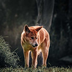 Dingo