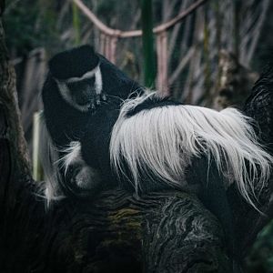 Colobus grooming