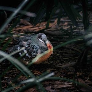 Luzon Bleeding Heart