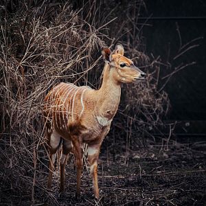 Nyala emerging from the grass