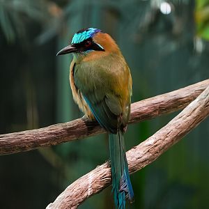 Blue-crowned Motmot