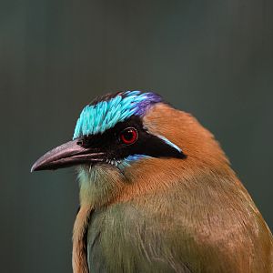 Blue-crowned Motmot