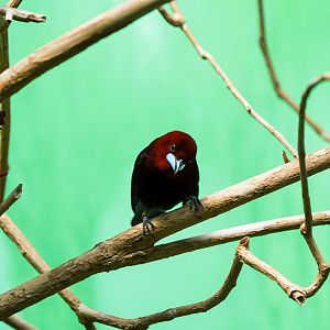Silver-beaked Tanager