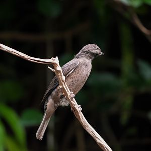 Blue-gray Tanager (Female)