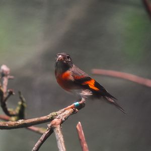 Red Siskin