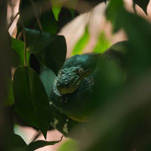 Emerald Tree Boa