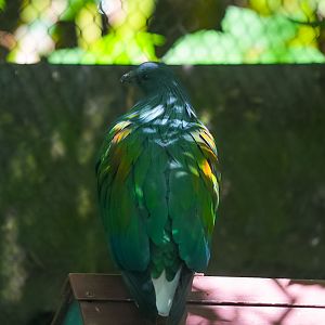 Nicobar Pigeon