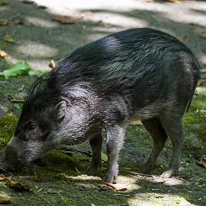 Visayan Warty Pig