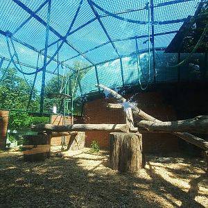 Chimpanzee - outdoor enclosure