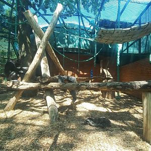 Chimpanzee - outdoor enclosure