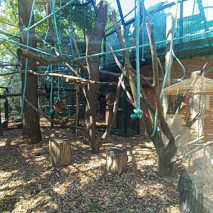 Gibbon - outdoor enclosure