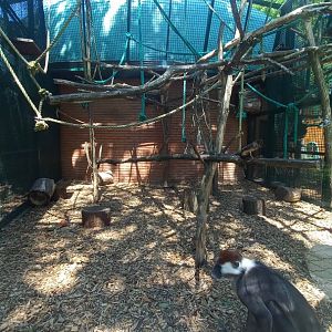 Mangabey - outdoor enclosure