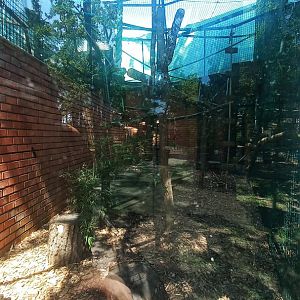 Red ruffed lemur - outdoor enclosure