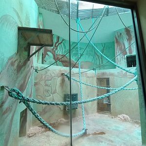 Chimpanzee - indoor enclosure