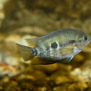 ID FISH (PLZEN ZOO)