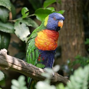 Rainbow lorikeet (Trichoglossus moluccanus)