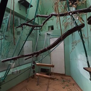 Red ruffed lemur - indoor enclosure