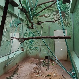 Colobus - indoor enclosure