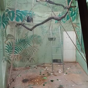 Mangabey - indoor enclosure