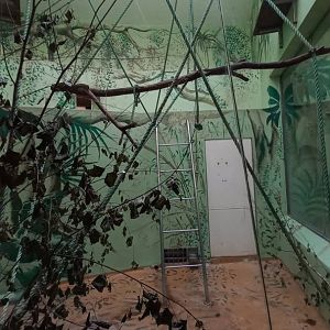 Gibbon - indoor enclosure