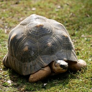 Radiated tortoise (Astrochelys radiata)