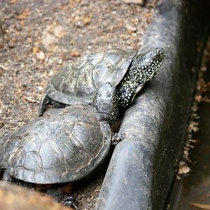 European pond turtle (Emys orbicularis)