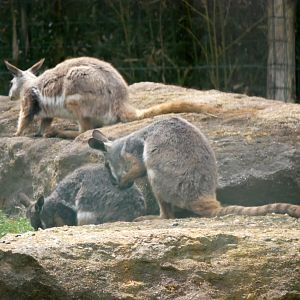 Yellow-footed rock-wallaby (Petrogale xanthopus xanthopus)