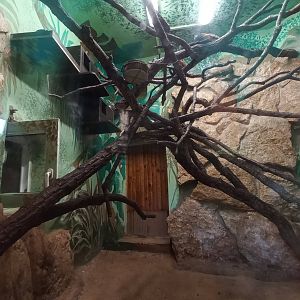 Tamarin - indoor enclosure