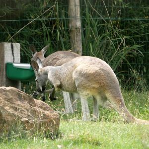 Red kangaroo (Osphranter rufus)