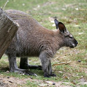 Red-necked wallaby (Notamacropus rufogriseus)