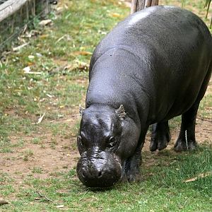 Pygmy hippopotamus (Choeropsis liberiensis)