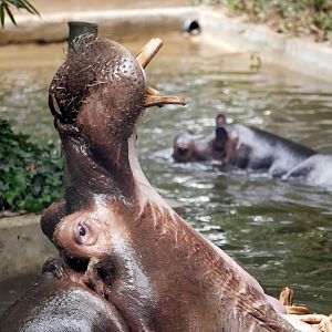 Common hippopotamus (Hippopotamus amphibius)